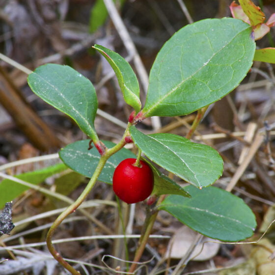 Gaultheria procumbens