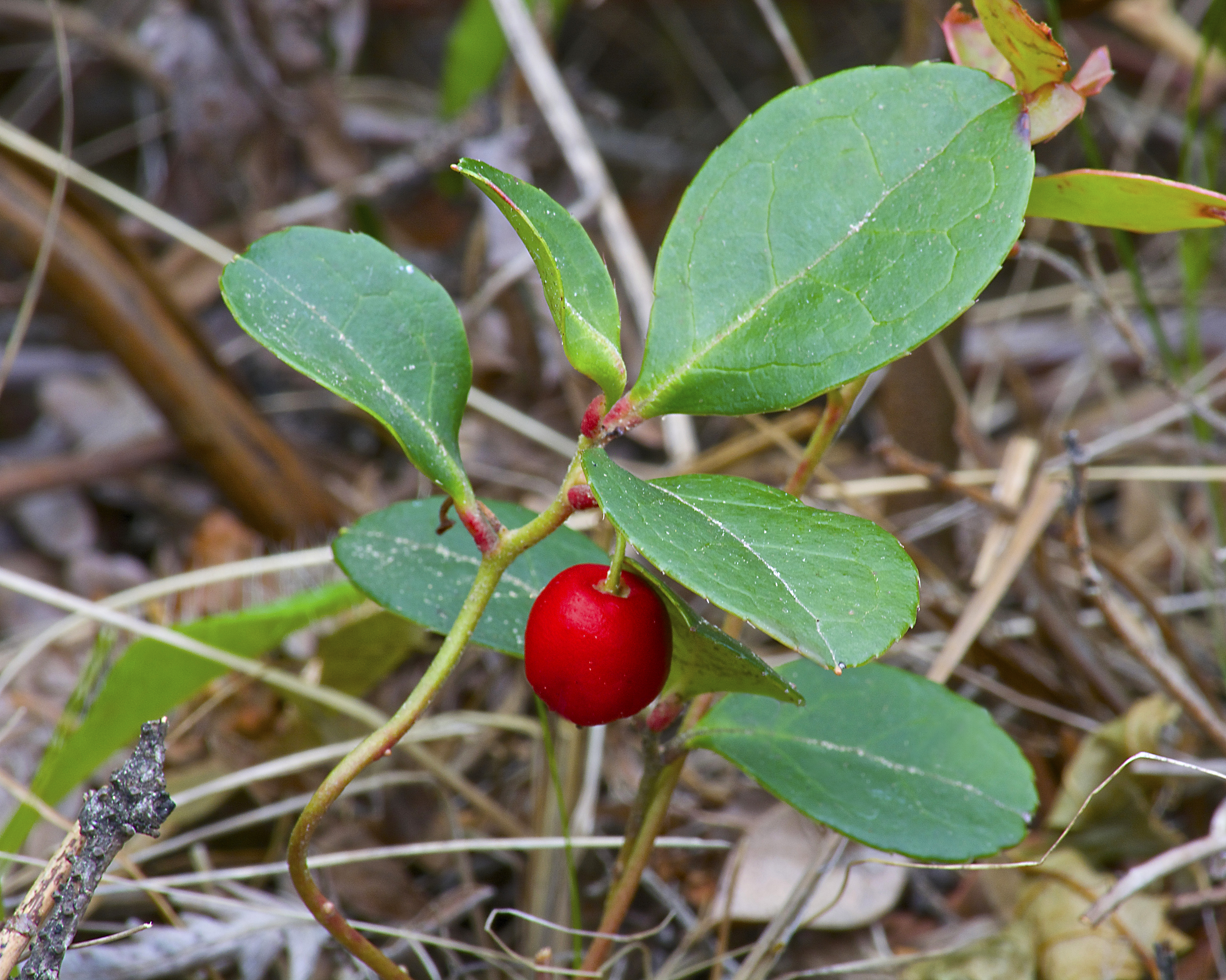 Винтергрин. Гаультерия Прокумбенс. Gaultheria fragrantissima. Gaultheria procumbens грушанка макро. Wintergreen (Гаультерия).