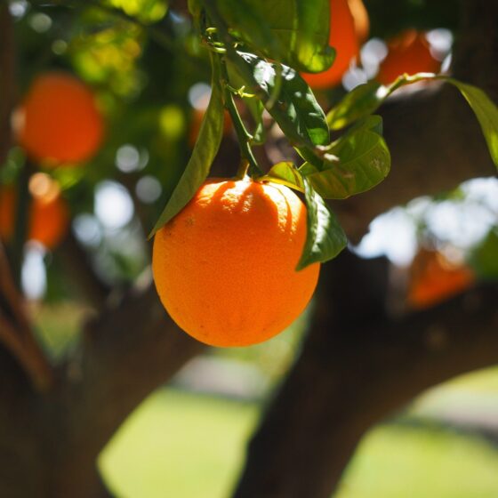 Citrus sinensis var pera