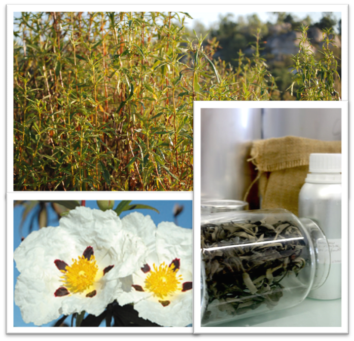 Cistus SEV: an exceptional treat for your creations