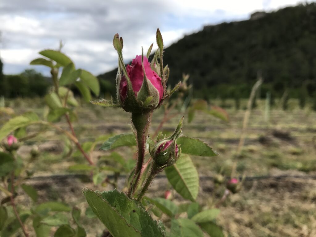 Découvrez notre filière rose centifolia