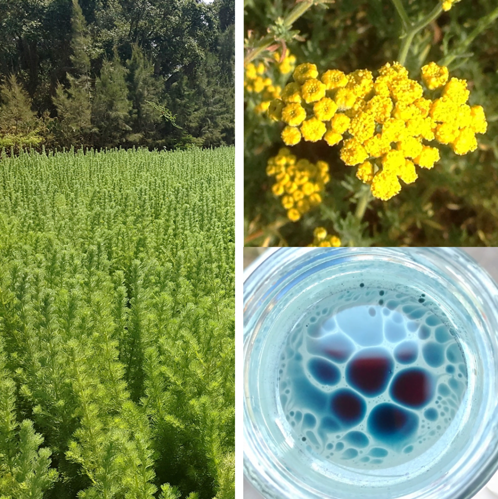 Blue Tansy : a new aromatic product