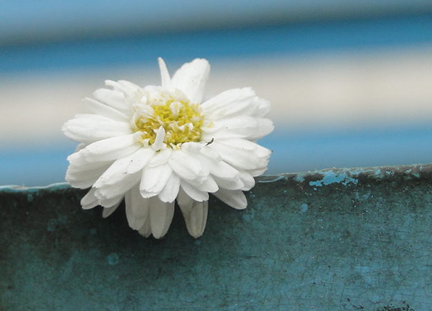 Roman chamomile and its benefits