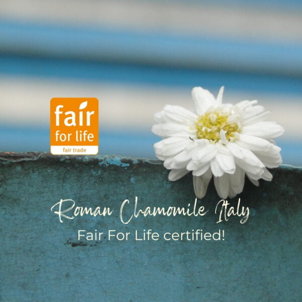 Notre filière historique de camomille Romaine Italie labellisée Fair For Life, 40 années de partenariat récompensées.