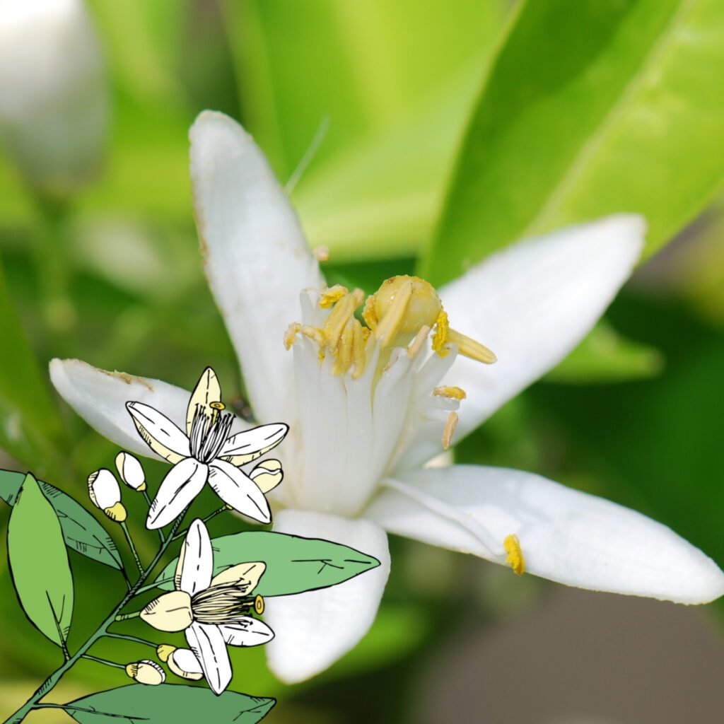 Absolue de fleur d’oranger : l’Espagne à l’honneur