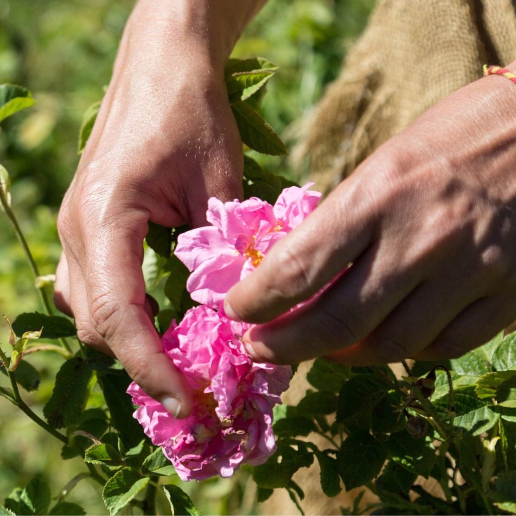 La rose de mai double est à nouveau entre de bonnes mains.