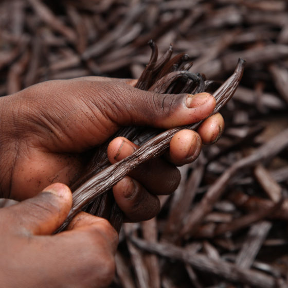 Essential oil made from Tonka beans Stock Photo by picturepartners